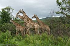 Giraffe (77 von 94).jpg